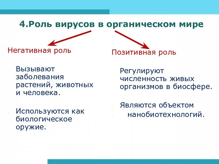 4.Роль вирусов в органическом мире Негативная роль Вызывают заболевания растений,