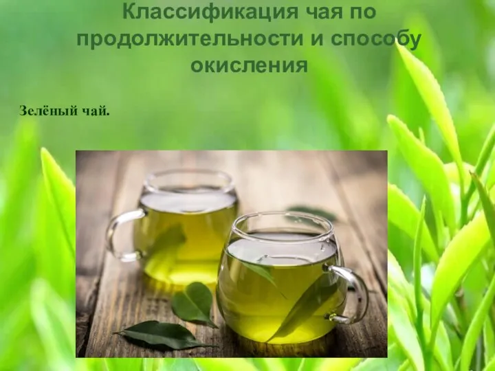 Классификация чая по продолжительности и способу окисления Зелёный чай.