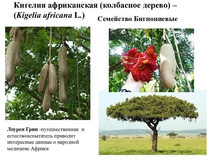 Кигелия африканская (колбасное дерево) – (Kigelia africana L.) Семейство Бигнониевые