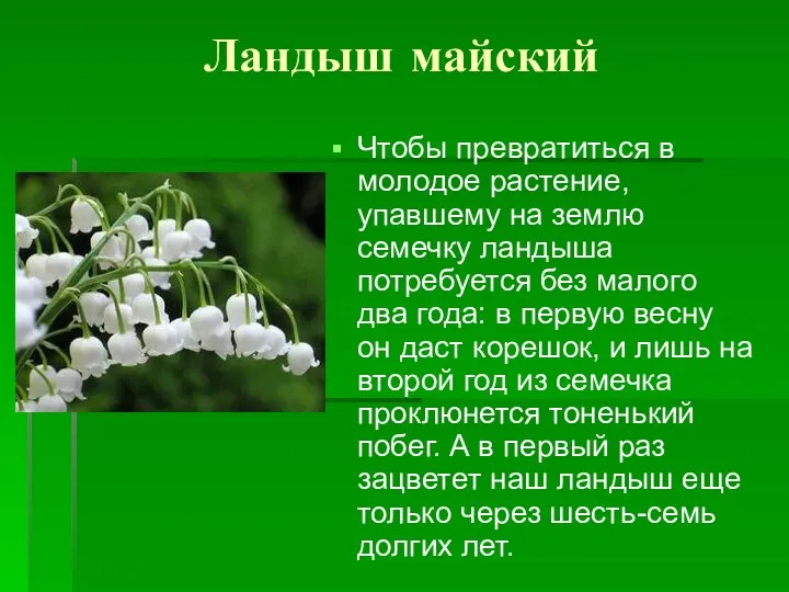 Ландыш майский Чтобы превратиться в молодое растение, упавшему на землю