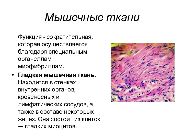 Мышечные ткани Функция - сократительная, которая осуществляется благодаря специальным органеллам — миофибриллам. Гладкая