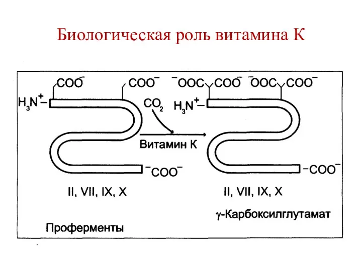 Биологическая роль витамина К