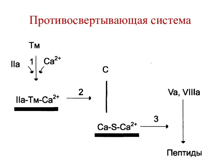 Противосвертывающая система крови