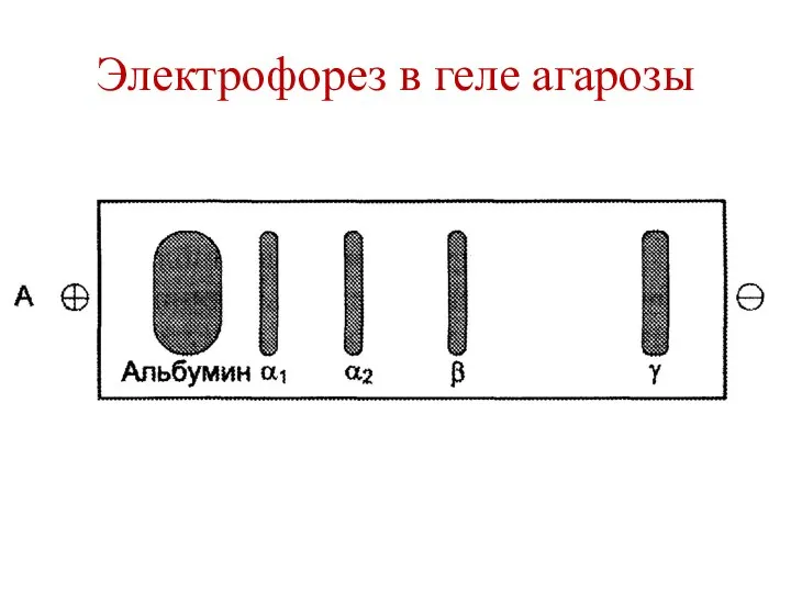 Электрофорез в геле агарозы