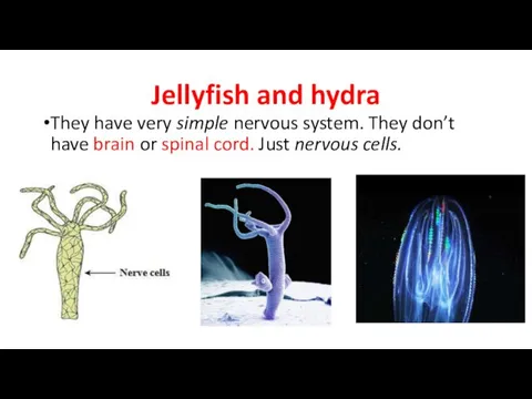 Jellyfish and hydra They have very simple nervous system. They
