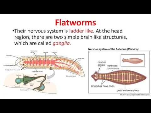 Flatworms Their nervous system is ladder like. At the head