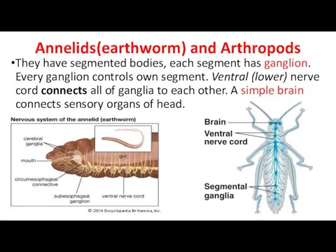 Annelids(earthworm) and Arthropods They have segmented bodies, each segment has