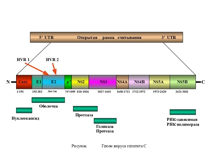 5’ UTR 3’ UTR Открытая рамка считывания Нуклеокапсид Оболочка Протеаза Геликаза Протеаза РНК-зависимая