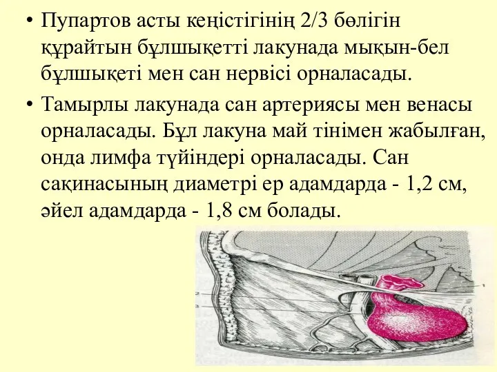 Пупартов асты кеңiстiгiнiң 2/3 бөлiгiн құрайтын бұлшықеттi лакунада мықын-бел бұлшықетi