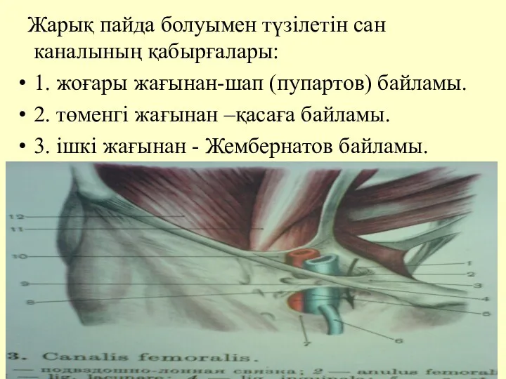 Жарық пайда болуымен түзiлетiн сан каналының қабырғалары: 1. жоғары жағынан-шап