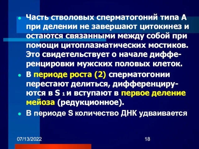 07/13/2022 Часть стволовых сперматогоний типа А при делении не завершают цитокинез и остаются