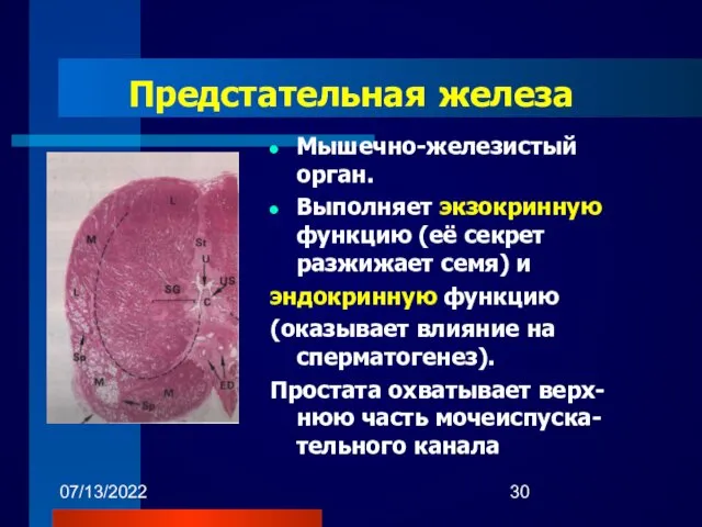 07/13/2022 Предстательная железа Мышечно-железистый орган. Выполняет экзокринную функцию (её секрет разжижает семя) и