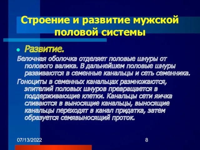 07/13/2022 Развитие. Белочная оболочка отделяет половые шнуры от полового валика.