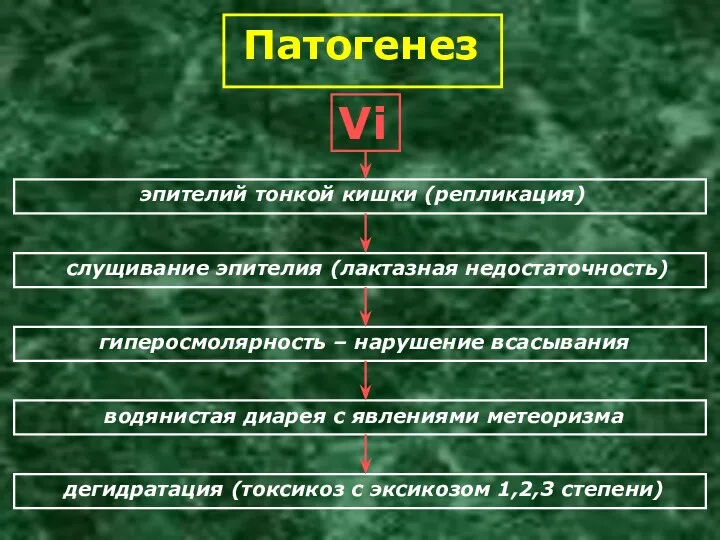 Патогенез Vi эпителий тонкой кишки (репликация) слущивание эпителия (лактазная недостаточность)