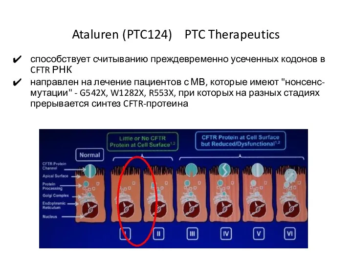 Ataluren (PTC124) PTC Therapeutics способствует считыванию преждевременно усеченных кодонов в