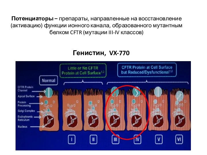 Потенциаторы – препараты, направленные на восстановление (активацию) функции ионного канала,