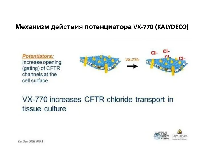 Механизм действия потенциатора VX-770 (KALYDECO)