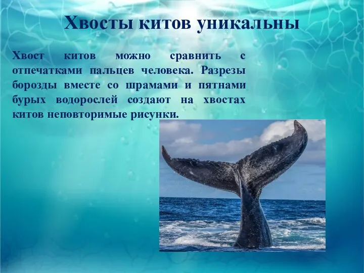 Хвосты китов уникальны Хвост китов можно сравнить с отпечатками пальцев