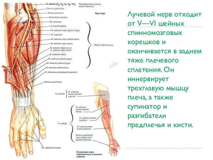 Лучевой нерв отходит от V—VI шейных спинномозговых корешков и оканчивается