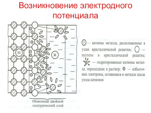 Возникновение электродного потенциала