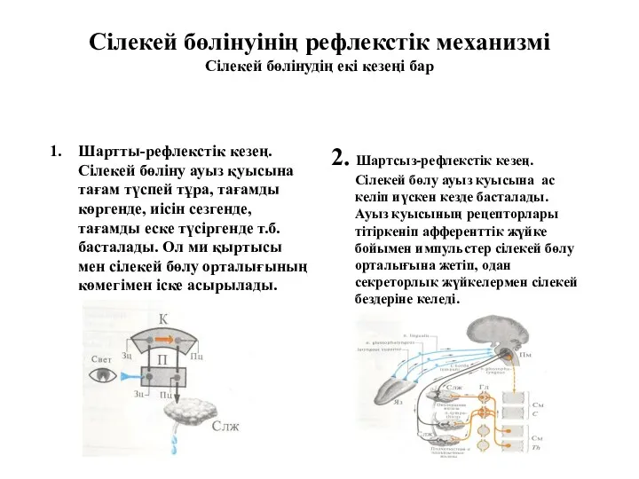 Сілекей бөлінуінің рефлекстік механизмі Сілекей бөлінудің екі кезеңі бар Шартты-рефлекстік