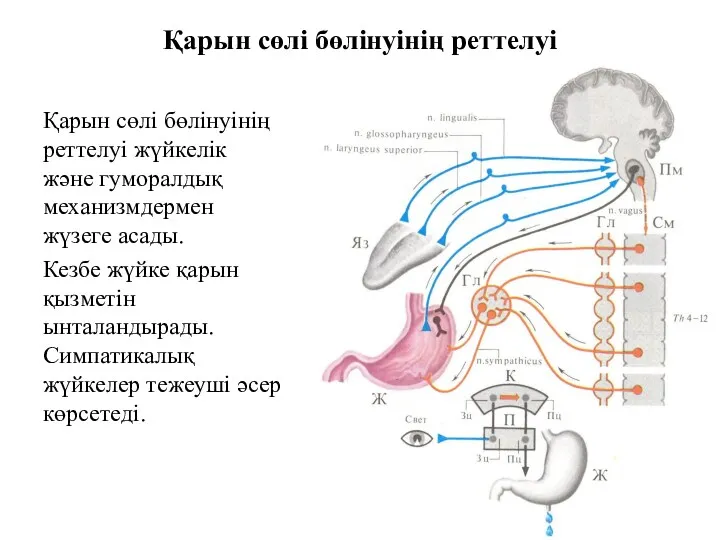 Қарын сөлі бөлінуінің реттелуі Қарын сөлі бөлінуінің реттелуі жүйкелік және