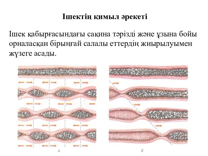 Ішектің қимыл әрекеті Ішек қабырғасындағы сақина тәрізді және ұзына бойы