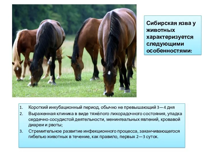 Сибирская язва у животных характеризуется следующими особенностями: Короткий инкубационный период,