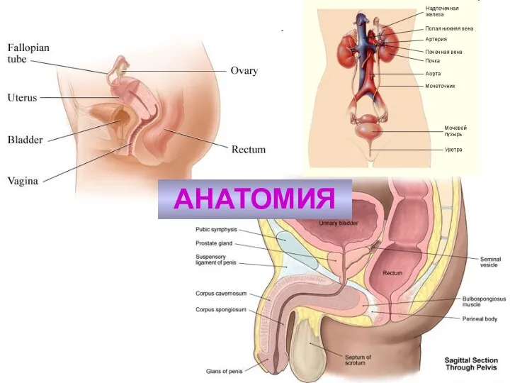 АНАТОМИЯ