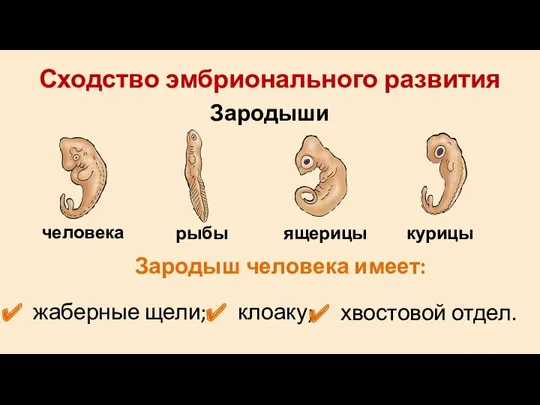 Сходство эмбрионального развития Зародыши человека рыбы ящерицы курицы Зародыш человека имеет: жаберные щели; клоаку; хвостовой отдел.
