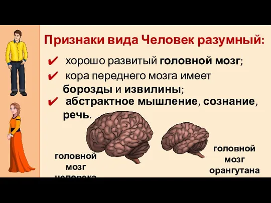 хорошо развитый головной мозг; Признаки вида Человек разумный: кора переднего