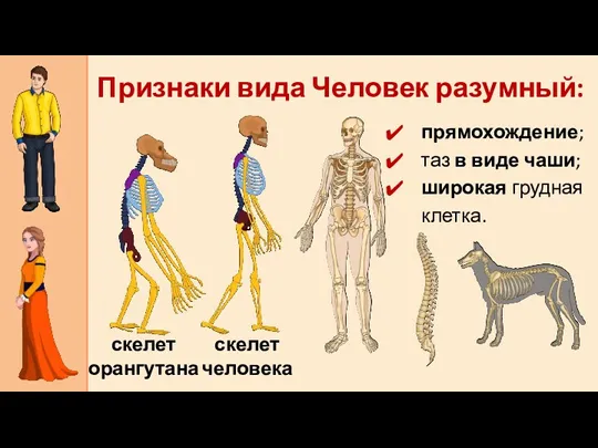 Признаки вида Человек разумный: прямохождение; таз в виде чаши; широкая грудная клетка. скелет орангутана скелет человека