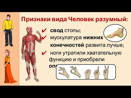 Признаки вида Человек разумный: свод стопы; мускулатура нижних конечностей развита
