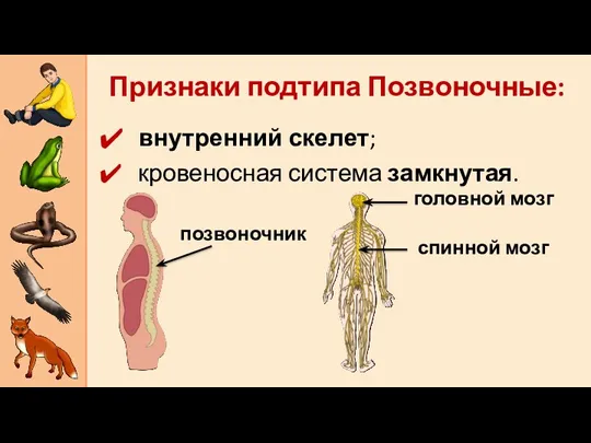 внутренний скелет; кровеносная система замкнутая. Признаки подтипа Позвоночные: позвоночник головной мозг спинной мозг