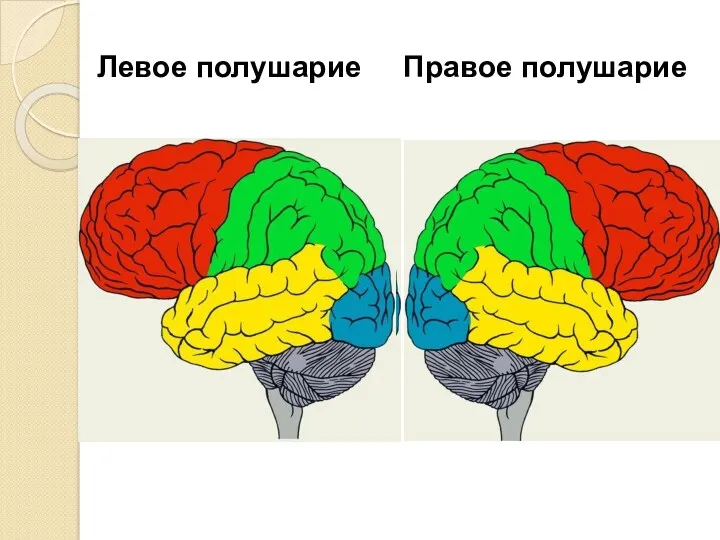 Левое полушарие Правое полушарие