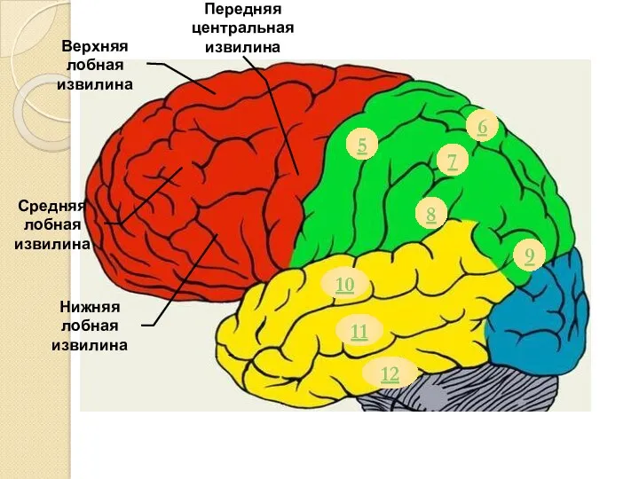 Передняя центральная извилина Верхняя лобная извилина Нижняя лобная извилина Средняя