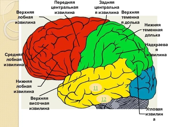 Передняя центральная извилина Верхняя лобная извилина Нижняя лобная извилина Верхняя