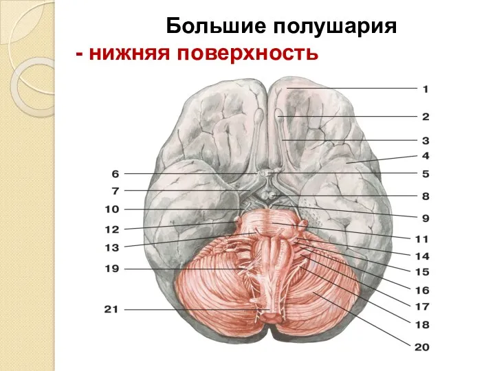 Большие полушария - нижняя поверхность