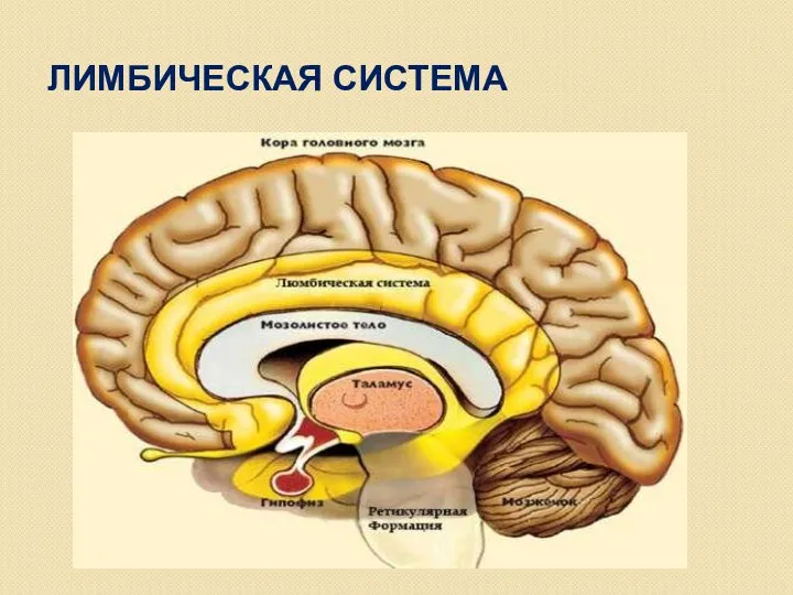 ЛИМБИЧЕСКАЯ СИСТЕМА