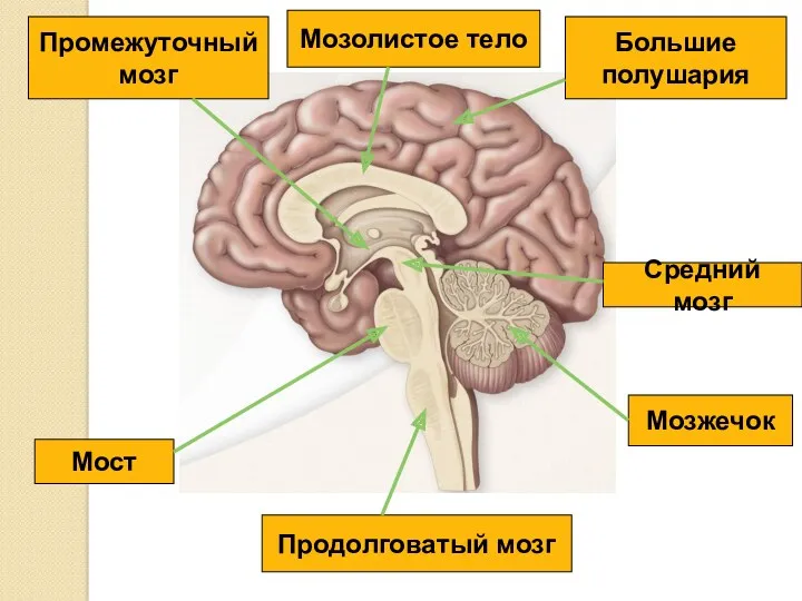 Продолговатый мозг Мост Мозжечок Средний мозг Промежуточный мозг Большие полушария Мозолистое тело