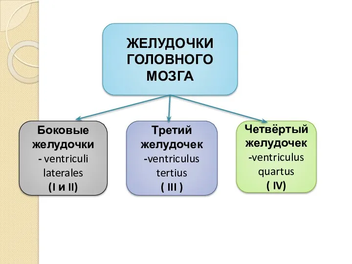 ЖЕЛУДОЧКИ ГОЛОВНОГО МОЗГА Боковые желудочки - ventriculi laterales (I и