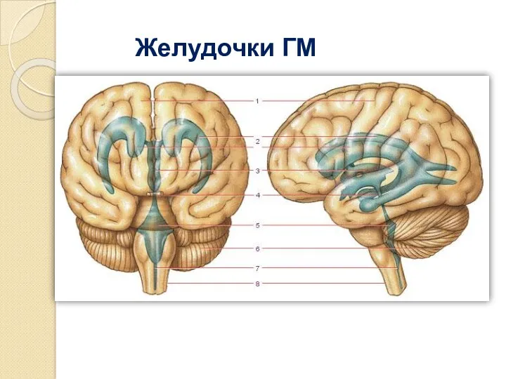 Желудочки ГМ