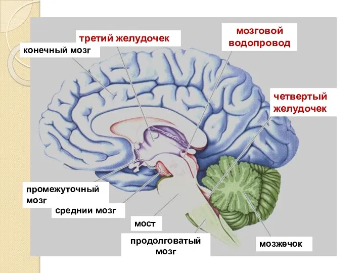 средний мозг мост продолговатый мозг промежуточный мозг конечный мозг третий желудочек мозговой водопровод четвертый желудочек мозжечок