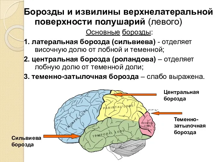 Борозды и извилины верхнелатеральной поверхности полушарий (левого) Основные борозды: 1.
