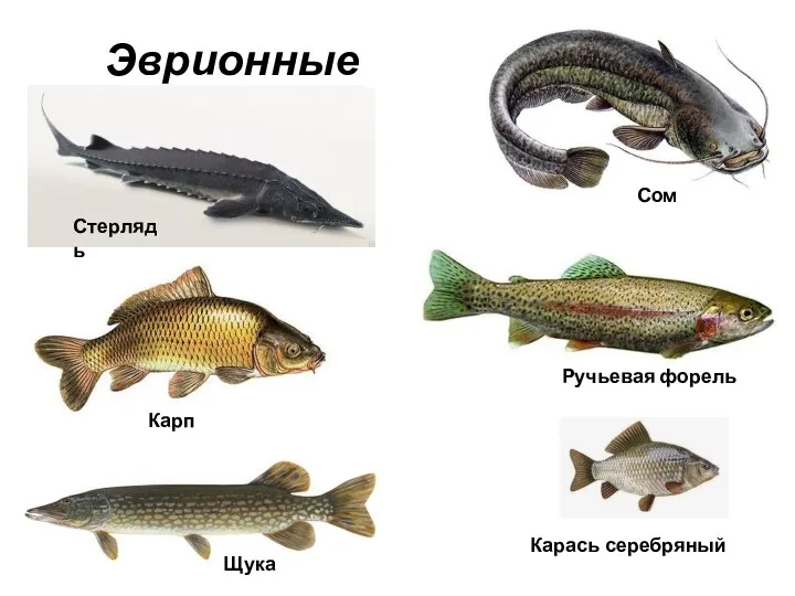 Эврионные рыбы Стерлядь Сом Карп Ручьевая форель Карась серебряный Щука