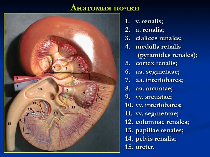 Анатомия почки 1. v. renalis; 2. a. renalis; 3. clalices