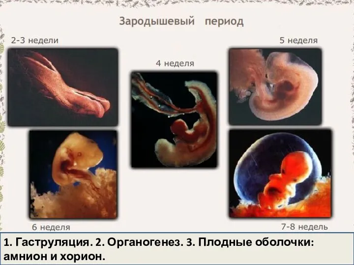 1. Гаструляция. 2. Органогенез. 3. Плодные оболочки: амнион и хорион.