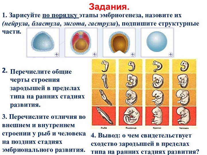 Задания. 1. Зарисуйте по порядку этапы эмбриогенеза, назовите их (нейрула,