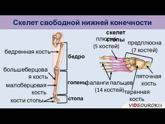 Скелет свободной нижней конечности бедро голень стопа бедренная кость большеберцовая кость малоберцовая кость