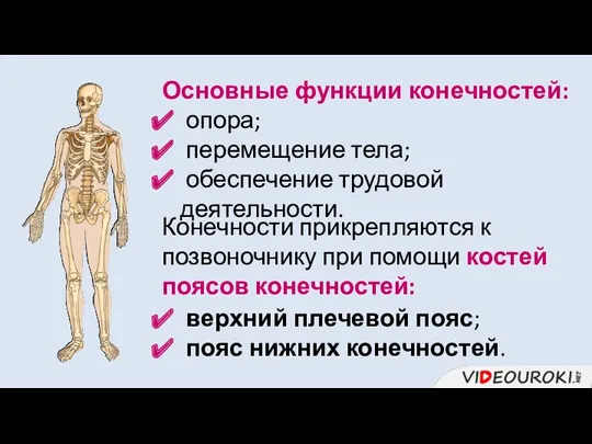 Основные функции конечностей: опора; перемещение тела; обеспечение трудовой деятельности. Конечности